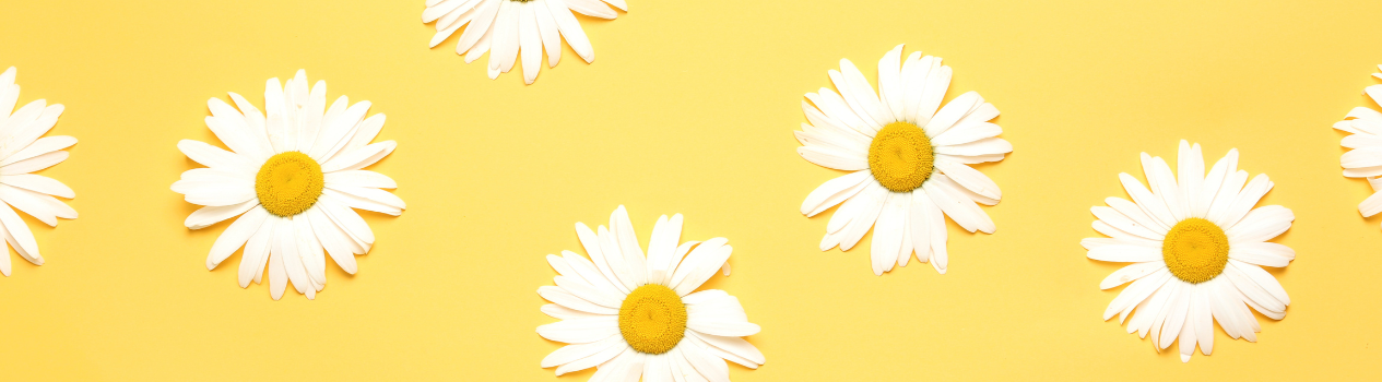 Send Daisies To The People You Love_gerberas