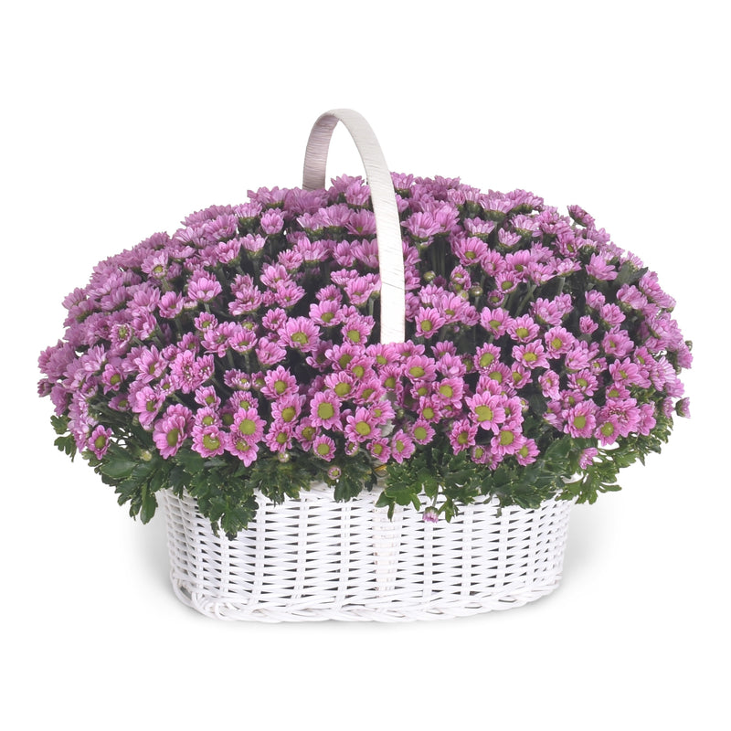 Basket Daisy