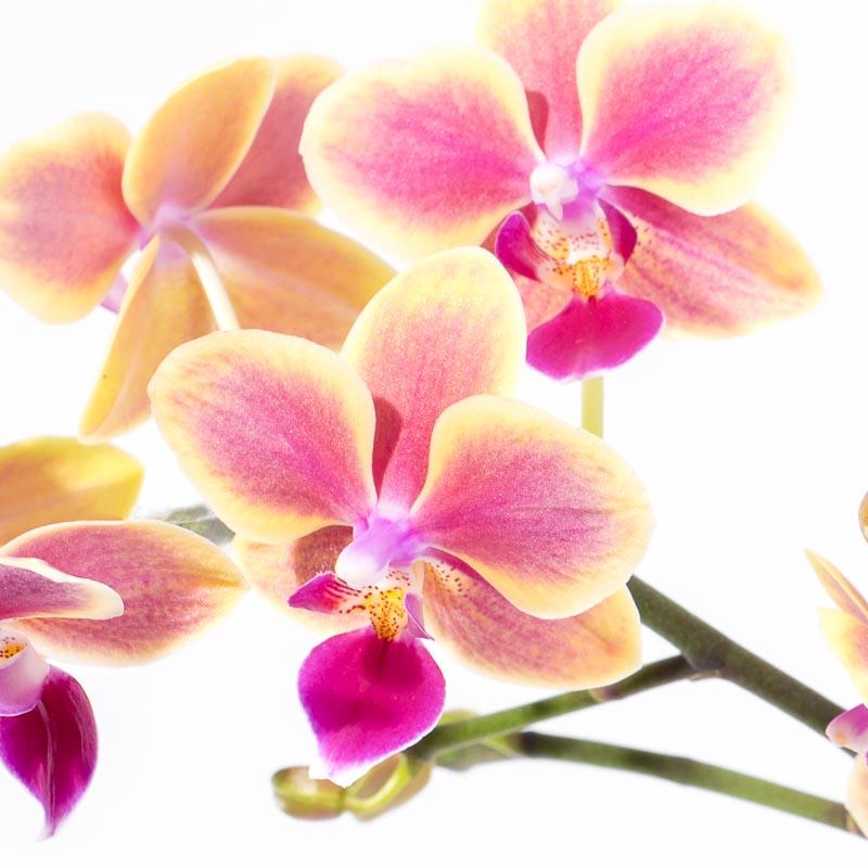 Tropical Delight Orchid